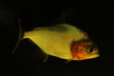 画像1: 【淡水魚】【通販】爆安 ビッグサイズ ピラニアsp【個体販売】(±21cm)（大型魚）（生体）（熱帯魚）NKO (1)