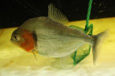 画像3: 【淡水魚】【通販】爆安 ビッグサイズ ピラニアsp【個体販売】(±21cm)（大型魚）（生体）（熱帯魚）NKO (3)