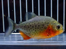 画像3: 【淡水魚】【通販】大特価 赤強め No1 ピラニア ナッテリー ナナイ産 ワイルド【個体販売】(大型魚)(生体)(熱帯魚)NKO (3)