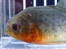 画像2: 【淡水魚】【通販】大特価 赤強め No2 ピラニア ナッテリー ナナイ産 ワイルド【個体販売】(大型魚)(生体)(熱帯魚)NKO (2)