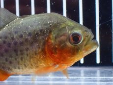 画像4: 【淡水魚】【通販】大特価 赤強め No2 ピラニア ナッテリー ナナイ産 ワイルド【個体販売】(大型魚)(生体)(熱帯魚)NKO (4)