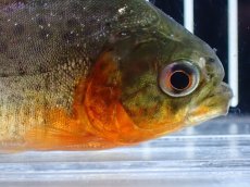 画像2: 【淡水魚】【通販】大特価 赤強め No3 ピラニア ナッテリー ナナイ産 ワイルド【個体販売】(大型魚)(生体)(熱帯魚)NKO (2)