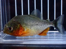 画像3: 【淡水魚】【通販】大特価 赤強め No3 ピラニア ナッテリー ナナイ産 ワイルド【個体販売】(大型魚)(生体)(熱帯魚)NKO (3)