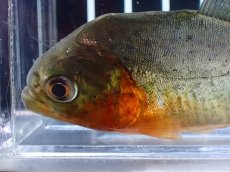 画像4: 【淡水魚】【通販】大特価 赤強め No3 ピラニア ナッテリー ナナイ産 ワイルド【個体販売】(大型魚)(生体)(熱帯魚)NKO (4)