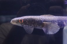 画像3: 【淡水魚】【通販】爆安 No1 大きめ チャンナ アウロフラメア ワイルド【個体販売】(±30-35cm)（生体）（熱帯魚）NKO (3)