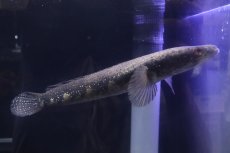 画像5: 【淡水魚】【通販】爆安 No1 大きめ チャンナ アウロフラメア ワイルド【個体販売】(±30-35cm)（生体）（熱帯魚）NKO (5)