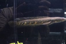 画像3: 【淡水魚】【通販】爆安 No2 大きめ チャンナ アウロフラメア ワイルド【個体販売】(±27cm)（生体）（熱帯魚）NKO (3)