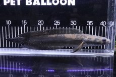 画像1: 【淡水魚】【通販】爆安 大きめ グリーンマルリオイデス 中カリマンタン産 ワイルド【個体販売】(±32cm)（生体）（熱帯魚）NKO (1)