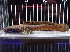 画像1: 【淡水魚】【通販】爆安 チャンナ オルナティピンニス ワイルド【個体販売】(±15cm)（大型魚・スネークヘッド）（生体）（熱帯魚）NKO (1)