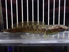 画像1: 【淡水魚】【通販】爆安 チャンナ sp ミャンマー ワイルド【個体販売】(±12cm)（大型魚・スネークヘッド）（生体）（熱帯魚）NKO (1)