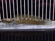 画像4: 【淡水魚】【通販】爆安 チャンナ sp ミャンマー ワイルド【個体販売】(±12cm)（大型魚・スネークヘッド）（生体）（熱帯魚）NKO (4)