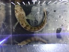 画像7: 【淡水魚】【通販】爆安 チャンナ sp ミャンマー ワイルド【個体販売】(±12cm)（大型魚・スネークヘッド）（生体）（熱帯魚）NKO (7)