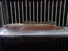 画像1: 【淡水魚】【通販】No1 チャンナ sp ゴールドダスト【個体販売】(±13cm)（大型魚・スネークヘッド）（生体）（熱帯魚）NKO (1)