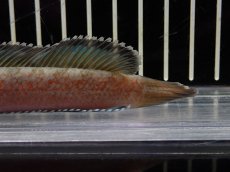 画像4: 【淡水魚】【通販】No1 チャンナ sp ゴールドダスト【個体販売】(±13cm)（大型魚・スネークヘッド）（生体）（熱帯魚）NKO (4)