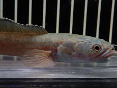 画像6: 【淡水魚】【通販】No1 チャンナ sp ゴールドダスト【個体販売】(±13cm)（大型魚・スネークヘッド）（生体）（熱帯魚）NKO (6)