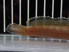 画像8: 【淡水魚】【通販】No1 チャンナ sp ゴールドダスト【個体販売】(±13cm)（大型魚・スネークヘッド）（生体）（熱帯魚）NKO (8)