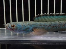 画像2: 【淡水魚】【通販】上物個体 No2 チャンナ sp ゴールドダスト【個体販売】(±14cm)（大型魚・スネークヘッド）（生体）（熱帯魚）NKO (2)