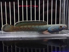 画像5: 【淡水魚】【通販】上物個体 No2 チャンナ sp ゴールドダスト【個体販売】(±14cm)（大型魚・スネークヘッド）（生体）（熱帯魚）NKO (5)