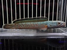 画像1: 【淡水魚】【通販】No3 チャンナ sp ゴールドダスト【個体販売】(±13cm)（大型魚・スネークヘッド）（生体）（熱帯魚）NKO (1)