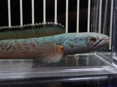 画像2: 【淡水魚】【通販】No3 チャンナ sp ゴールドダスト【個体販売】(±13cm)（大型魚・スネークヘッド）（生体）（熱帯魚）NKO (2)