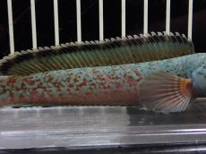 画像3: 【淡水魚】【通販】No3 チャンナ sp ゴールドダスト【個体販売】(±13cm)（大型魚・スネークヘッド）（生体）（熱帯魚）NKO (3)