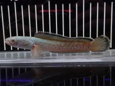 画像5: 【淡水魚】【通販】No3 チャンナ sp ゴールドダスト【個体販売】(±13cm)（大型魚・スネークヘッド）（生体）（熱帯魚）NKO (5)