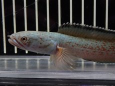 画像6: 【淡水魚】【通販】No3 チャンナ sp ゴールドダスト【個体販売】(±13cm)（大型魚・スネークヘッド）（生体）（熱帯魚）NKO (6)