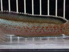 画像7: 【淡水魚】【通販】No3 チャンナ sp ゴールドダスト【個体販売】(±13cm)（大型魚・スネークヘッド）（生体）（熱帯魚）NKO (7)