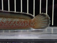 画像8: 【淡水魚】【通販】No3 チャンナ sp ゴールドダスト【個体販売】(±13cm)（大型魚・スネークヘッド）（生体）（熱帯魚）NKO (8)