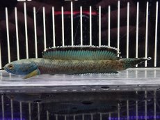 画像1: 【淡水魚】【通販】No4 チャンナ sp ゴールドダスト【個体販売】(±14cm)（大型魚・スネークヘッド）（生体）（熱帯魚）NKO (1)