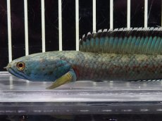 画像2: 【淡水魚】【通販】No4 チャンナ sp ゴールドダスト【個体販売】(±14cm)（大型魚・スネークヘッド）（生体）（熱帯魚）NKO (2)