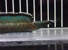 画像4: 【淡水魚】【通販】No4 チャンナ sp ゴールドダスト【個体販売】(±14cm)（大型魚・スネークヘッド）（生体）（熱帯魚）NKO (4)