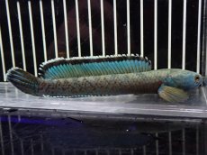 画像5: 【淡水魚】【通販】No4 チャンナ sp ゴールドダスト【個体販売】(±14cm)（大型魚・スネークヘッド）（生体）（熱帯魚）NKO (5)