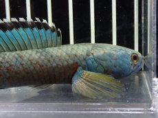 画像6: 【淡水魚】【通販】No4 チャンナ sp ゴールドダスト【個体販売】(±14cm)（大型魚・スネークヘッド）（生体）（熱帯魚）NKO (6)