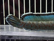 画像8: 【淡水魚】【通販】No4 チャンナ sp ゴールドダスト【個体販売】(±14cm)（大型魚・スネークヘッド）（生体）（熱帯魚）NKO (8)