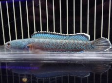 画像1: 【淡水魚】【通販】極上個体 No5 チャンナ sp ゴールドダスト【個体販売】(±14cm)（大型魚・スネークヘッド）（生体）（熱帯魚）NKO (1)