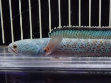 画像2: 【淡水魚】【通販】極上個体 No5 チャンナ sp ゴールドダスト【個体販売】(±14cm)（大型魚・スネークヘッド）（生体）（熱帯魚）NKO (2)