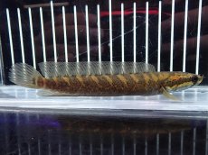 画像1: 【淡水魚】【通販】No2 シェブロンスネークヘッド ワイルド【個体販売】(±14cm)（大型魚・スネークヘッド）（生体）（熱帯魚）NKO (1)