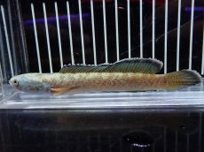 画像1: 【淡水魚】【通販】激安 No1 チャンナ sp ゴールドダスト【個体販売】(±13cm)（大型魚・スネークヘッド）（生体）（熱帯魚）NKO (1)