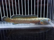 画像4: 【淡水魚】【通販】激安 No1 チャンナ sp ゴールドダスト【個体販売】(±13cm)（大型魚・スネークヘッド）（生体）（熱帯魚）NKO (4)