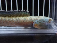 画像5: 【淡水魚】【通販】激安 No1 チャンナ sp ゴールドダスト【個体販売】(±13cm)（大型魚・スネークヘッド）（生体）（熱帯魚）NKO (5)