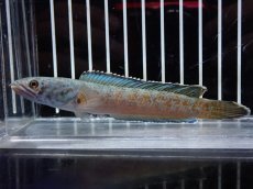 画像1: 【淡水魚】【通販】激安 No2 チャンナ sp ゴールドダスト【個体販売】(±12cm)（大型魚・スネークヘッド）（生体）（熱帯魚）NKO (1)