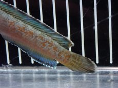 画像3: 【淡水魚】【通販】激安 No2 チャンナ sp ゴールドダスト【個体販売】(±12cm)（大型魚・スネークヘッド）（生体）（熱帯魚）NKO (3)