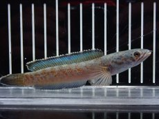 画像4: 【淡水魚】【通販】激安 No2 チャンナ sp ゴールドダスト【個体販売】(±12cm)（大型魚・スネークヘッド）（生体）（熱帯魚）NKO (4)