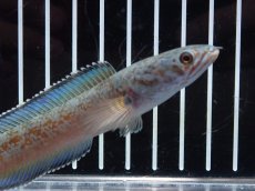 画像5: 【淡水魚】【通販】激安 No2 チャンナ sp ゴールドダスト【個体販売】(±12cm)（大型魚・スネークヘッド）（生体）（熱帯魚）NKO (5)