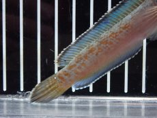 画像6: 【淡水魚】【通販】激安 No2 チャンナ sp ゴールドダスト【個体販売】(±12cm)（大型魚・スネークヘッド）（生体）（熱帯魚）NKO (6)