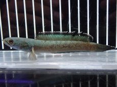 画像1: 【淡水魚】【通販】激安 No3 チャンナ sp ゴールドダスト【個体販売】(±11cm)（大型魚・スネークヘッド）（生体）（熱帯魚）NKO (1)