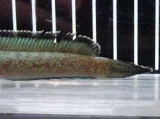 画像3: 【淡水魚】【通販】激安 No3 チャンナ sp ゴールドダスト【個体販売】(±11cm)（大型魚・スネークヘッド）（生体）（熱帯魚）NKO (3)