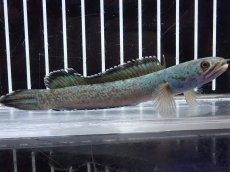 画像4: 【淡水魚】【通販】激安 No3 チャンナ sp ゴールドダスト【個体販売】(±11cm)（大型魚・スネークヘッド）（生体）（熱帯魚）NKO (4)