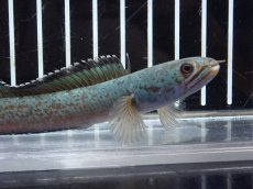 画像5: 【淡水魚】【通販】激安 No3 チャンナ sp ゴールドダスト【個体販売】(±11cm)（大型魚・スネークヘッド）（生体）（熱帯魚）NKO (5)